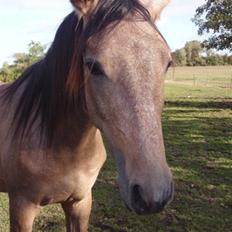 Hispano Araber Gastong