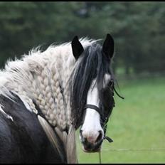 Tinker Guldagers Lady riah conte