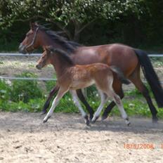 DSP Hesselholts Emily - SOLGT