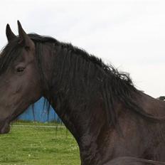 Frieser Odylle v.d Alberink Hoeve(himmelhest)