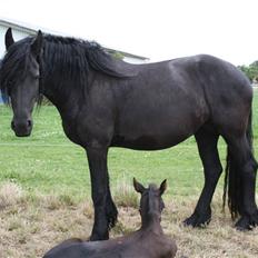Frieser Odylle v.d Alberink Hoeve(himmelhest)