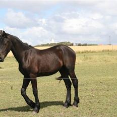 Frieser Zoro A.Suldegaarden-SOLGT