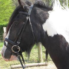 Irish Cob Zeus ( Rudi )