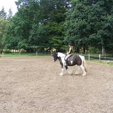 Irish Cob Zeus ( Rudi )