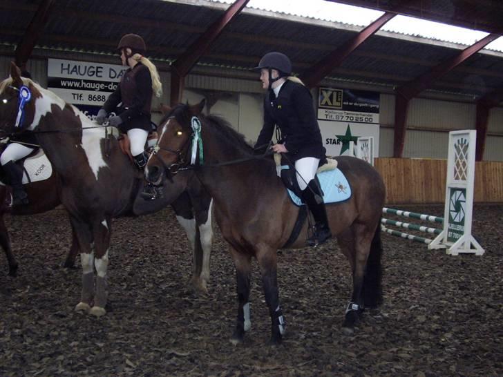 Anden særlig race CHIVAS - første gang  billede 9