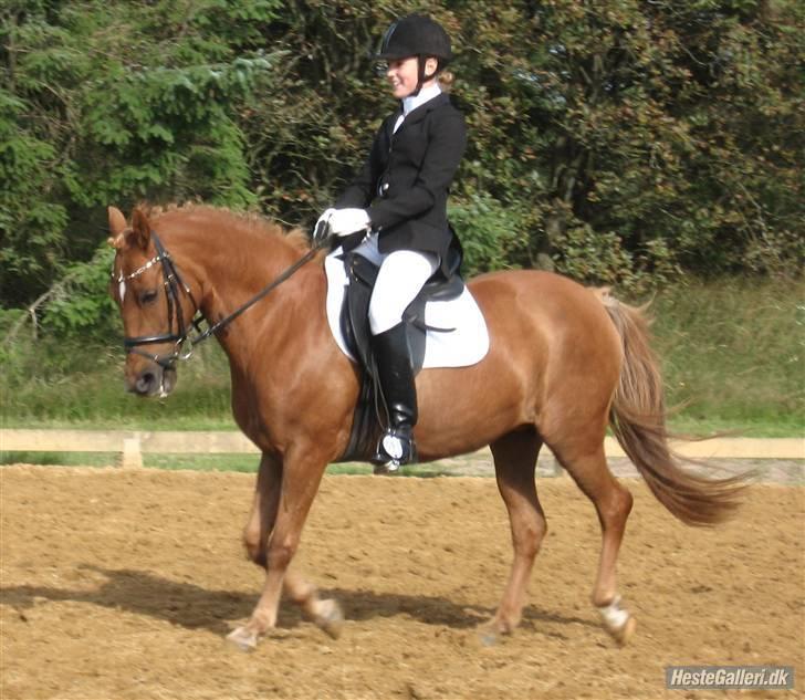 Anden særlig race rabella *solgt* - i blåvandshuk billede 3