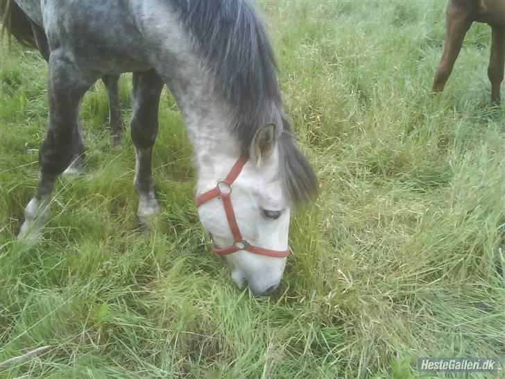 Anden særlig race Rakhan , klubmester 2010  - Rakhan Står på fold og spiser græs billede 4