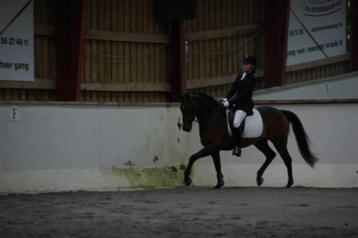 Tysk Sportspony Donner - Til stævne på Epona  billede 1