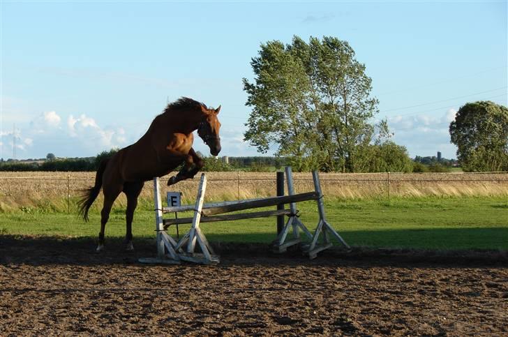 Anden særlig race Fabian - Løsspring ved gamle ejer. billede 9