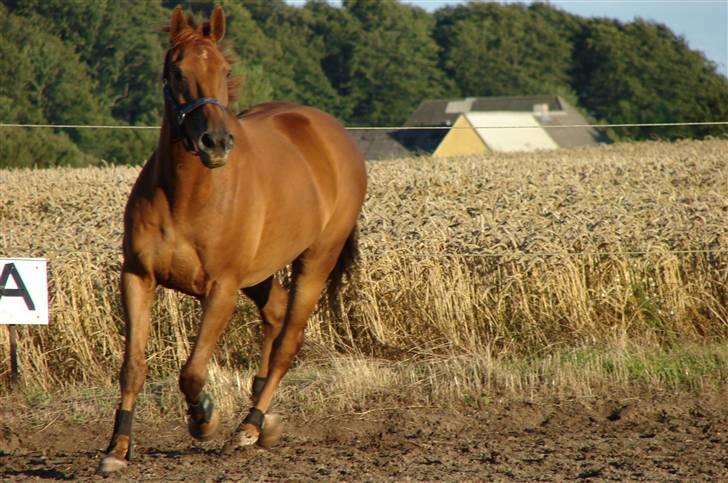 Anden særlig race Fabian - Ca. 1 år gammelt. Taget af gamle ejer. billede 10