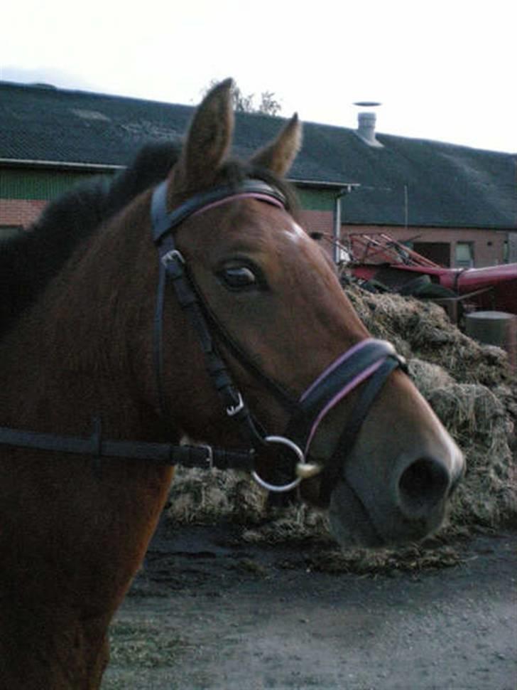 Anden særlig race Nikita *Prinsessen* billede 5