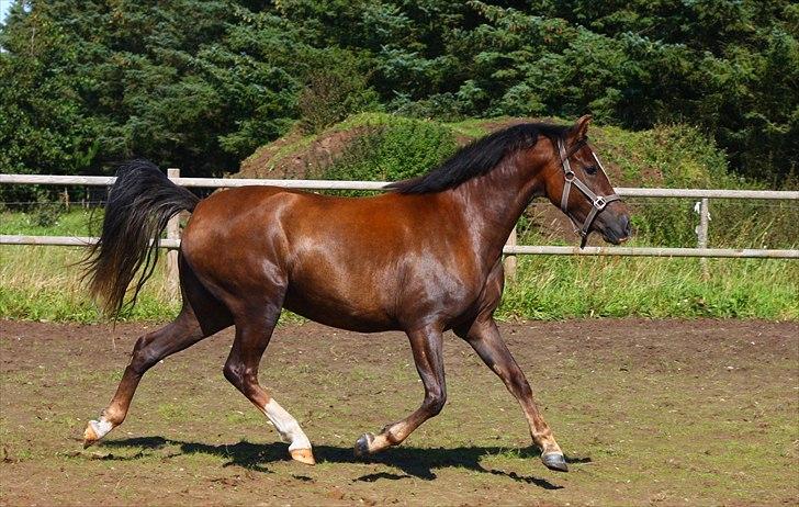 New Forest Alhedens Fleur billede 3