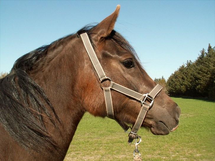 New Forest Alhedens Fleur billede 4