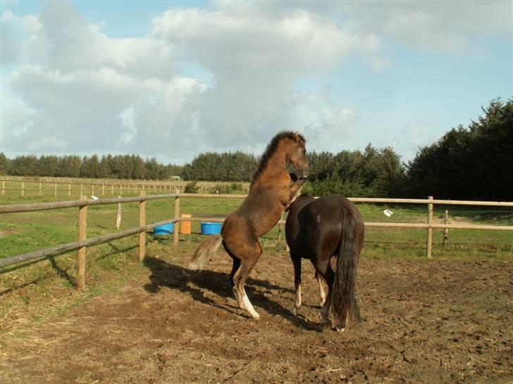 New Forest Alhedens Fleur billede 5