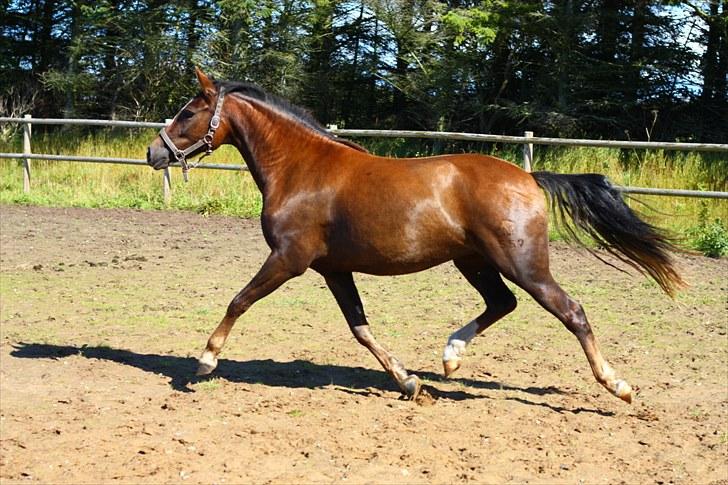 New Forest Alhedens Fleur billede 6