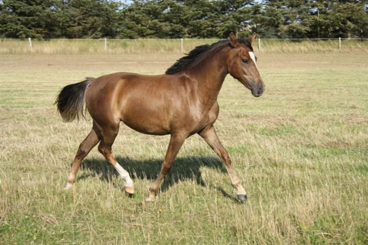 New Forest Alhedens Fleur billede 7