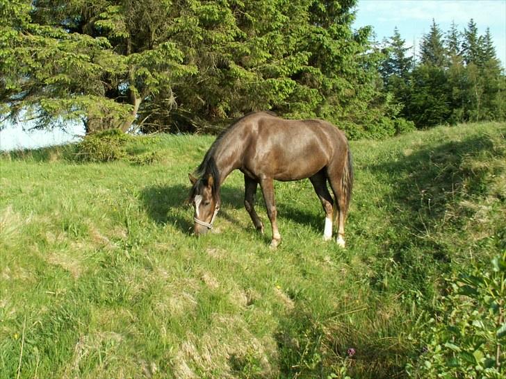 New Forest Alhedens Fleur billede 8