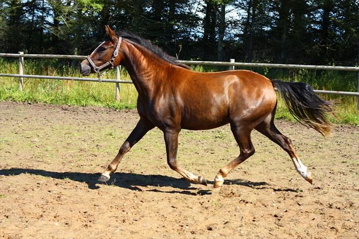 New Forest Alhedens Fleur billede 9