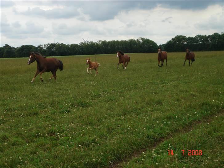 New Forest Alhedens Fleur - Fleur er den lille:-) Nr. 2 billede 10