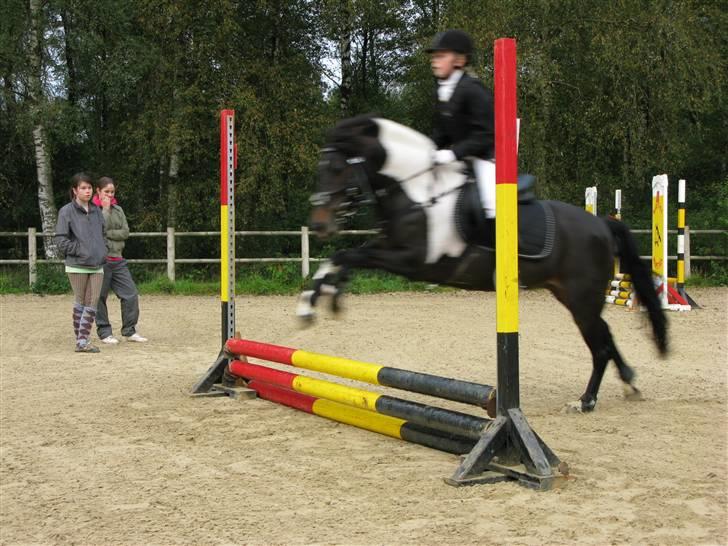 DSP Møllegårdens Akina(solgt) - 4# til spring stævne billede 4