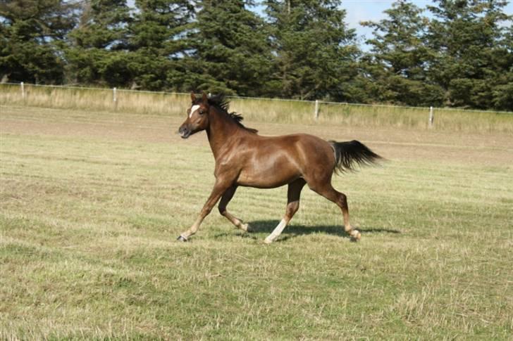 New Forest Alhedens Fleur billede 11