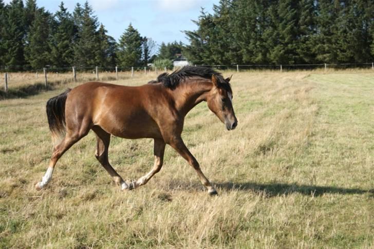 New Forest Alhedens Fleur billede 12