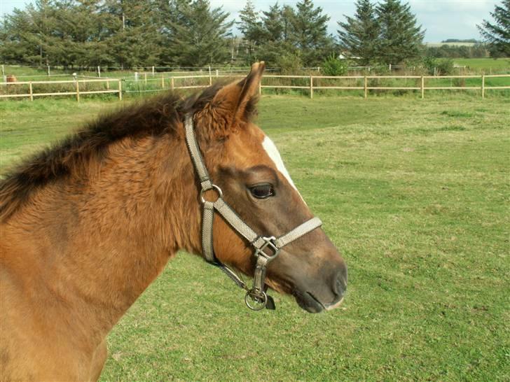 New Forest Alhedens Fleur billede 13