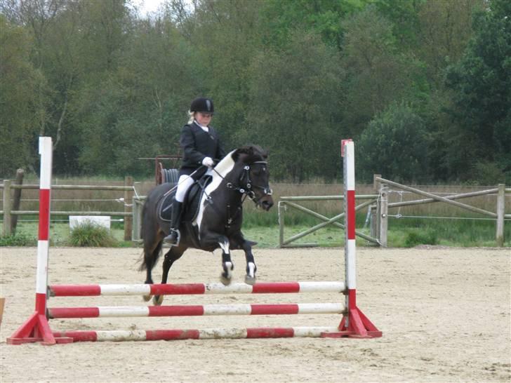 DSP Møllegårdens Akina(solgt) - 7# til spring stævne billede 7