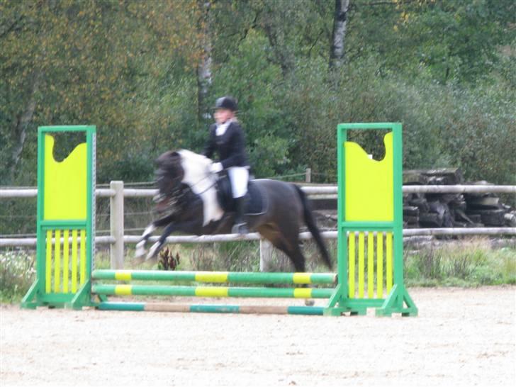 DSP Møllegårdens Akina(solgt) - 10# til spring stævne billede 10