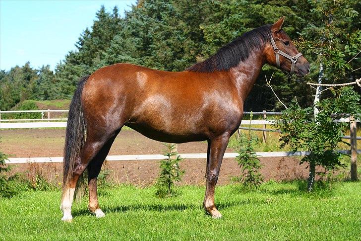 New Forest Alhedens Fleur billede 14