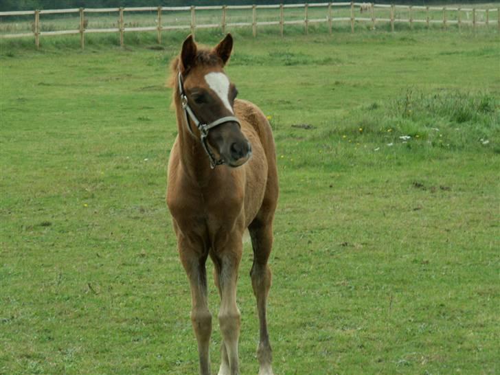 New Forest Alhedens Fleur billede 15