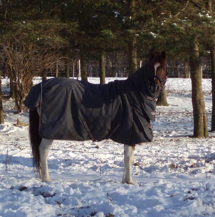 Pinto Ferdinand Bpony - Solgt - - Min skønne pony i sneen - dec 2009  billede 7
