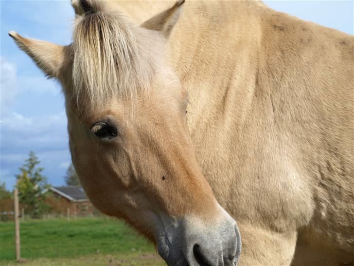 Fjordhest fossia >R.I.P< - ja ja ligner lidt et æsel, me skal være sikker på de andre ikke æder mine gulerødder billede 2
