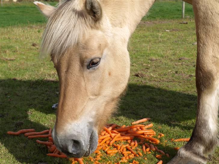 Fjordhest fossia >R.I.P< - de smager nu godt billede 3