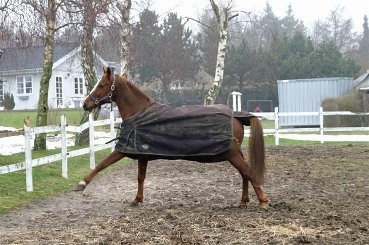 Traver Dexon - Hilser pænt.. billede 7