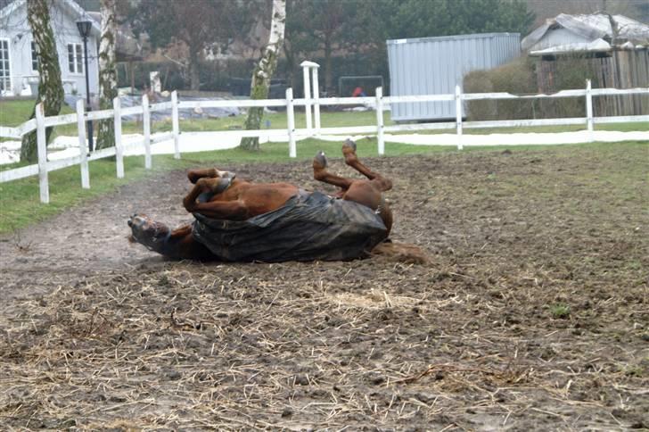 Traver Dexon - Det er det bedste jeg ved efter en god ride tur.. billede 8