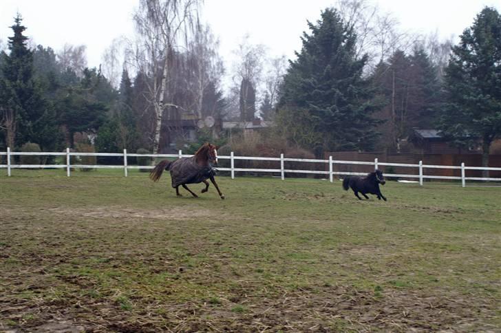 Traver Dexon - Så giver vi  den gas.. billede 9