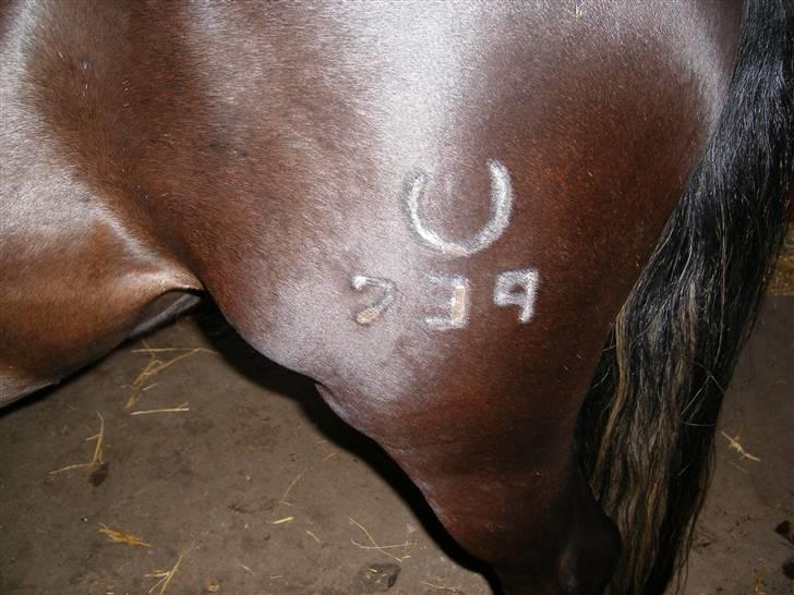 DSP Sofie RT billede 8