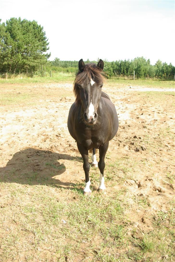 DSP Sofie RT - Billedet er taget under 24 timer inden føllet kom:-) billede 9