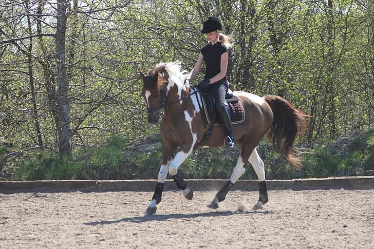 Pinto Ferdinand Bpony - Solgt - - smukke pletpony - foto Pernille Kirstine billede 9