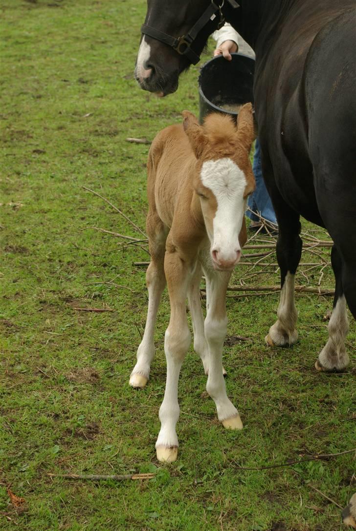 DSP Sofie RT - Næsten lige kommet op at stå:-) billede 10