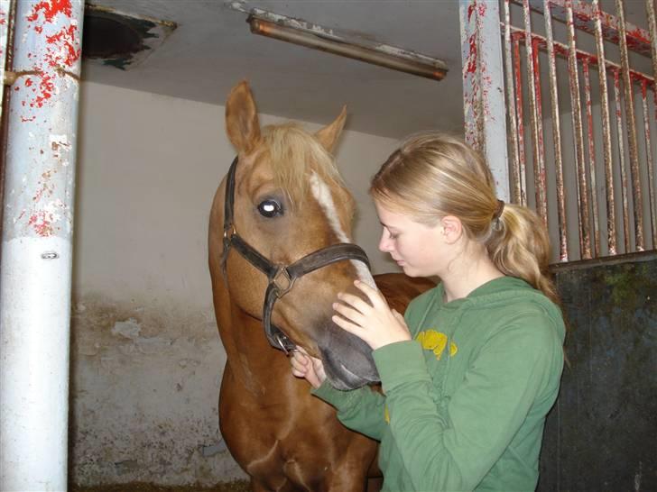 Palomino Kingsettle solidus<3  - Kingsettle solidus og seje sanne billede 4