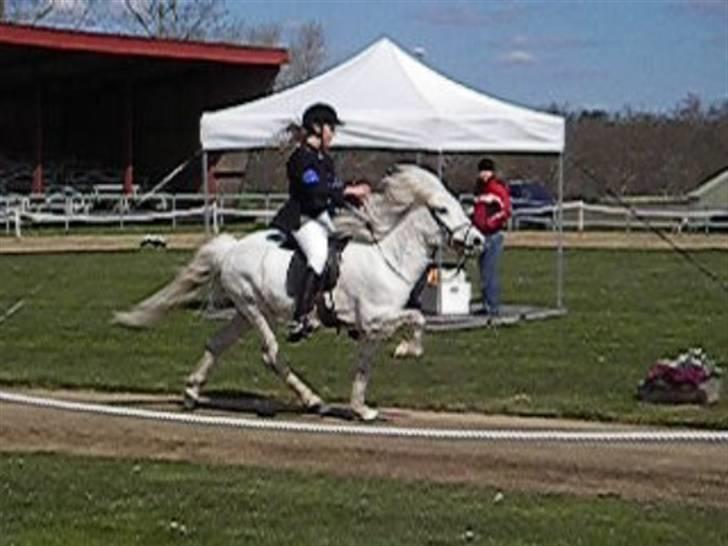 Islænder Feldur frá Hóli - Her er han med hans gamle ejer Sys Pilegård billede 1