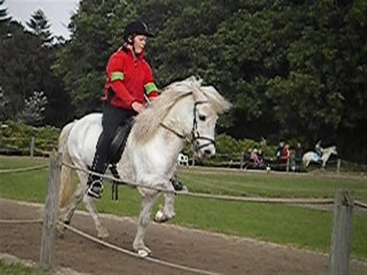 Islænder Feldur frá Hóli - Her er han med hans gamle ejer Sys Pilegård billede 2