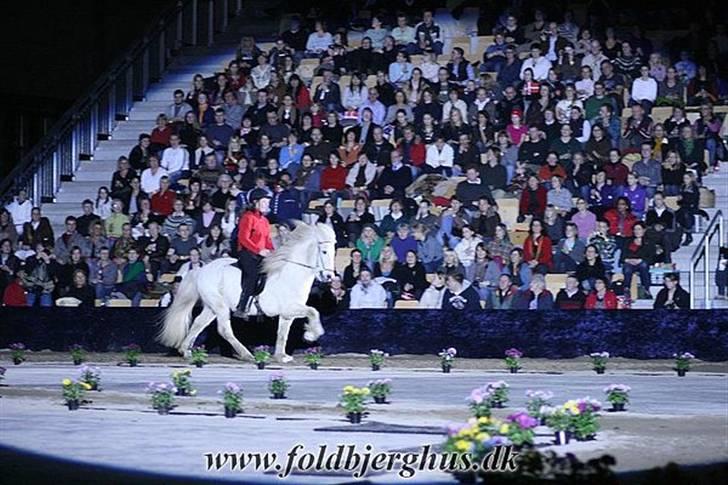 Islænder Feldur frá Hóli - Her er han med hans gamle ejer Sys Pilegård billede 3