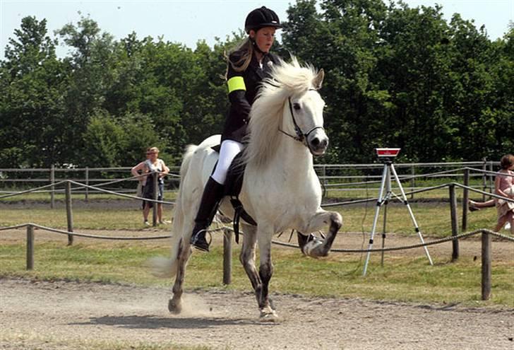 Islænder Feldur frá Hóli - Her er han med hans gamle ejer Sys Pilegård billede 4