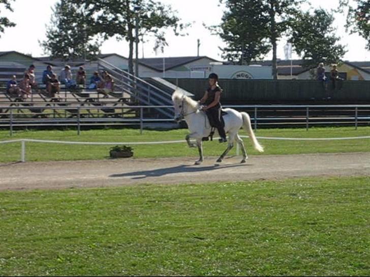 Islænder Feldur frá Hóli - Her er han med hans gamle ejer Sys Pilegård billede 5
