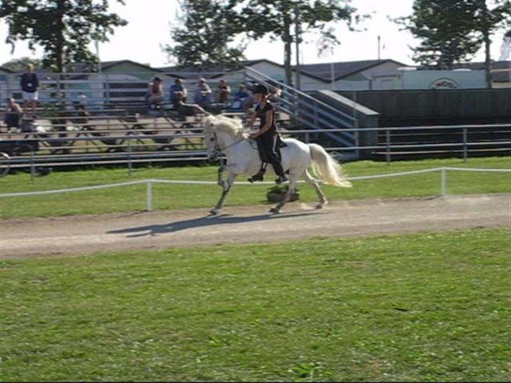 Islænder Feldur frá Hóli - Her er han med hans gamle ejer Sys Pilegård billede 6