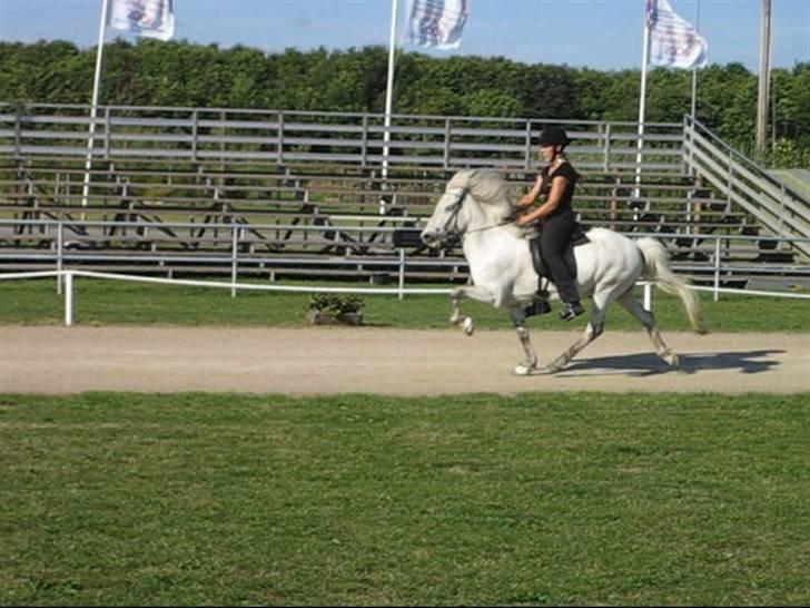 Islænder Feldur frá Hóli - Her er han med hans gamle ejer Sys Pilegård billede 7