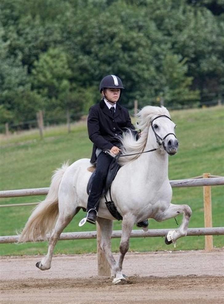 Islænder Feldur frá Hóli - Her er mig og Feldur til dm 2008 billede 9